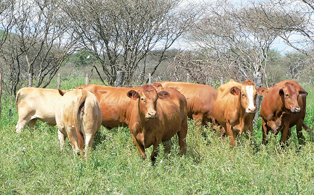 Namibian agriculture: shortage of skills, lack of diversification Namibian agriculture: shortage of skills, lack of diversification