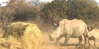 Rhino cow and calf