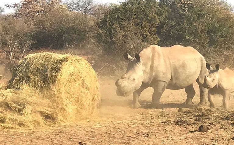 High livestock and game mortality rate in Limpopo drought