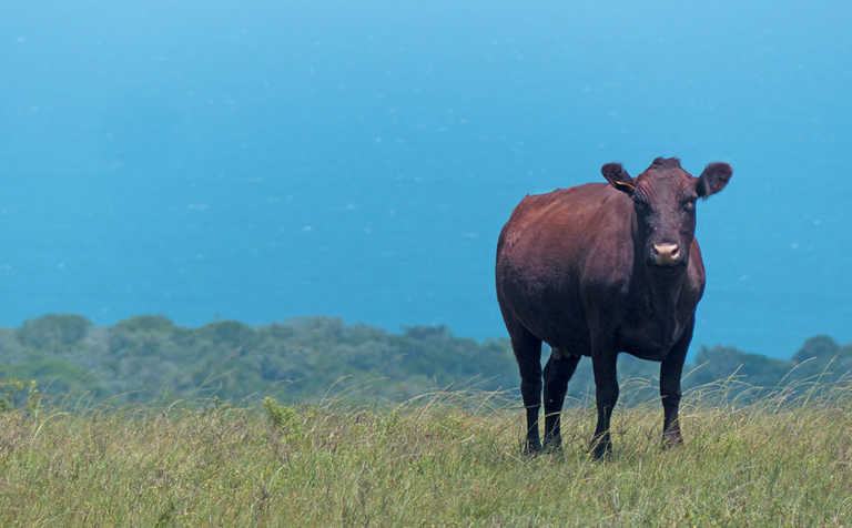 Top Sussex breeder’s extreme measures to beat stock theft