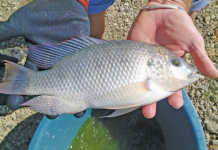 The three-spotted tilapia