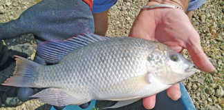 The three-spotted tilapia