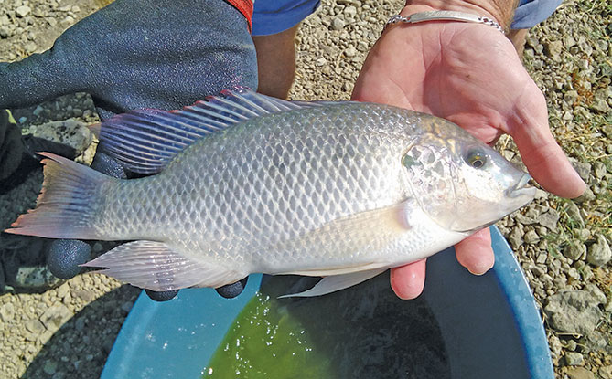 Why fish farming is booming in Zambia, and not in SA