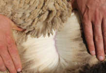 Call for assistance from Lesotho wool and mohair industry