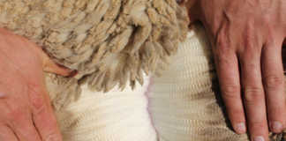 Call for assistance from Lesotho wool and mohair industry
