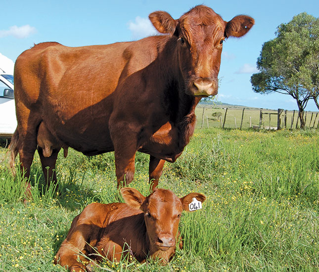 What you need to know about better cow management