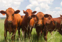 Beef cattle