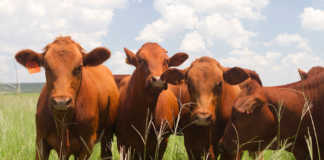 Beef cattle