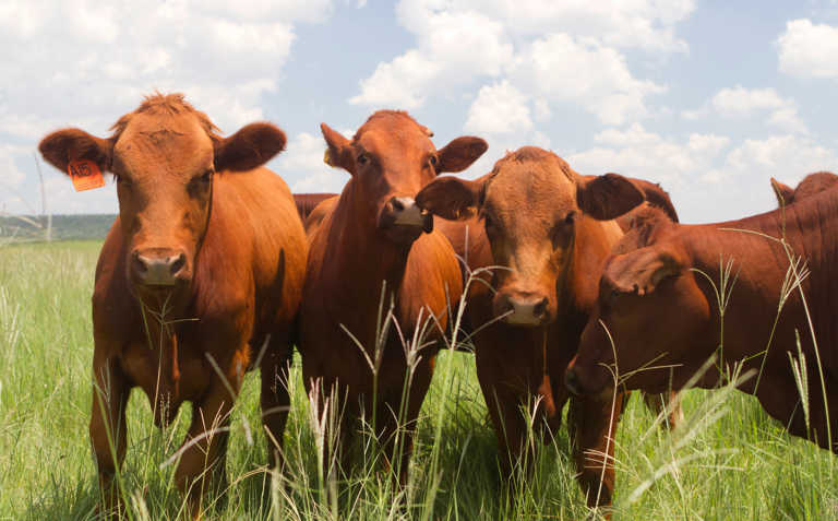 Animal disease experts from Africa to get specialist training Animal disease experts from Africa to get specialist training