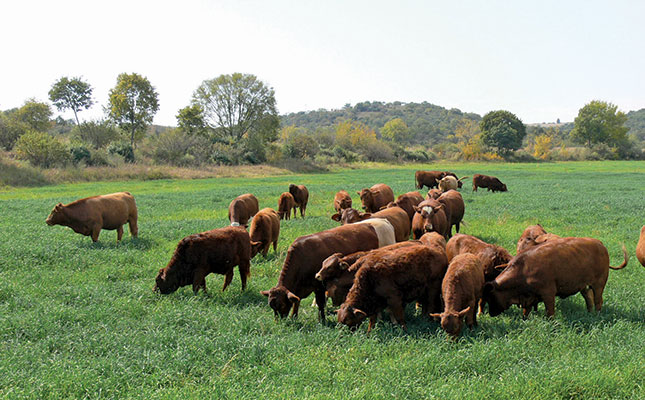 Selecting Beefmasters for functional efficiency Selecting Beefmasters for functional efficiency