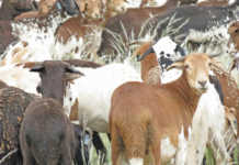 Damara sheep