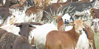 Damara sheep