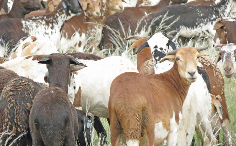 Damara sheep: No environment too tough