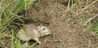 Bosveld Gerbil