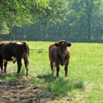 Brand Rood cattle