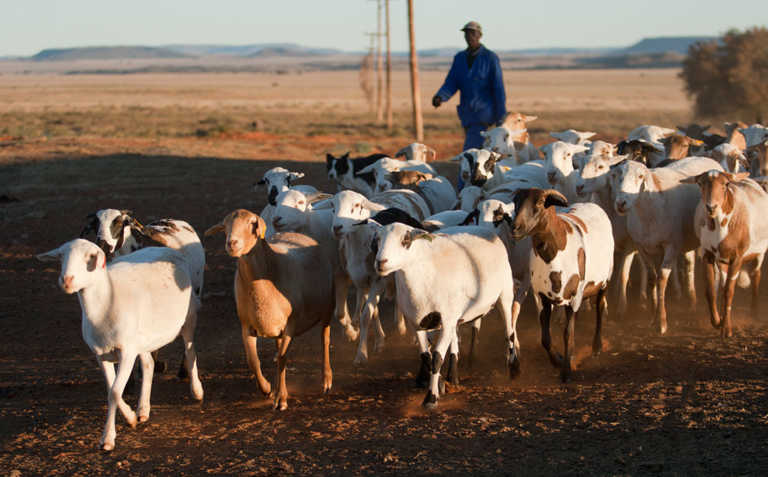 Farmers urged to participate in the Producer/Farmer Register