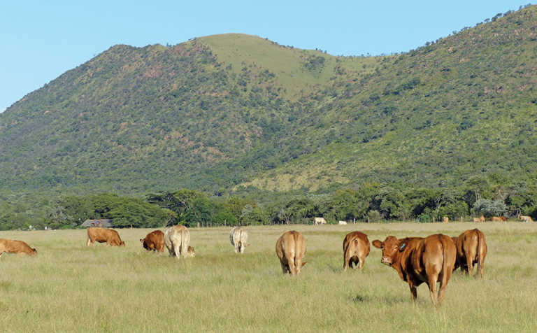 Stock theft is on the rise, farmers warned
