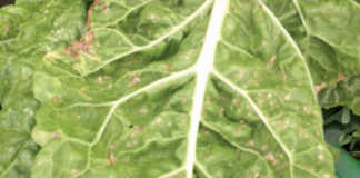 Necrotic spots developed on this Swiss chard