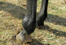 Osteoarthritis can occur in the fetlock,