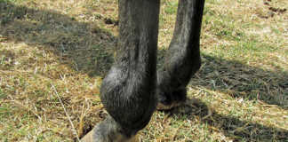 Osteoarthritis can occur in the fetlock,