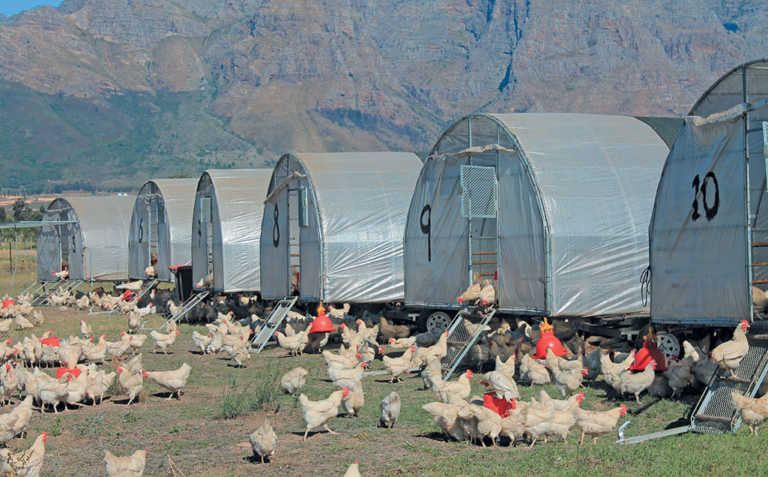 A healthy profit from pasture-raised eggs A healthy profit from pasture-raised eggs