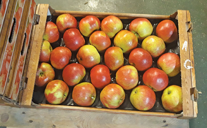 Learning from apple growers in Poland Learning from apple growers in Poland