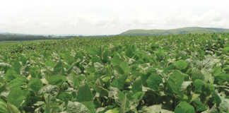 Soya Crop