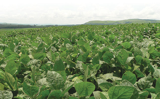 Using insects as animal feed Using insects as animal feed