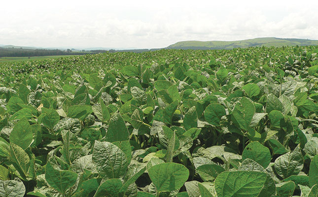 Using insects as animal feed