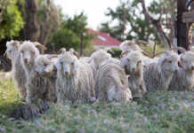 Angora Goats