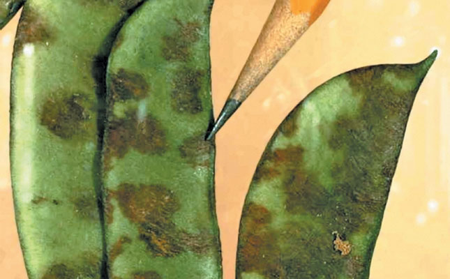 Dealing with anthracnose Dealing with anthracnose