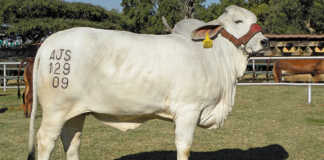 Cattle branding