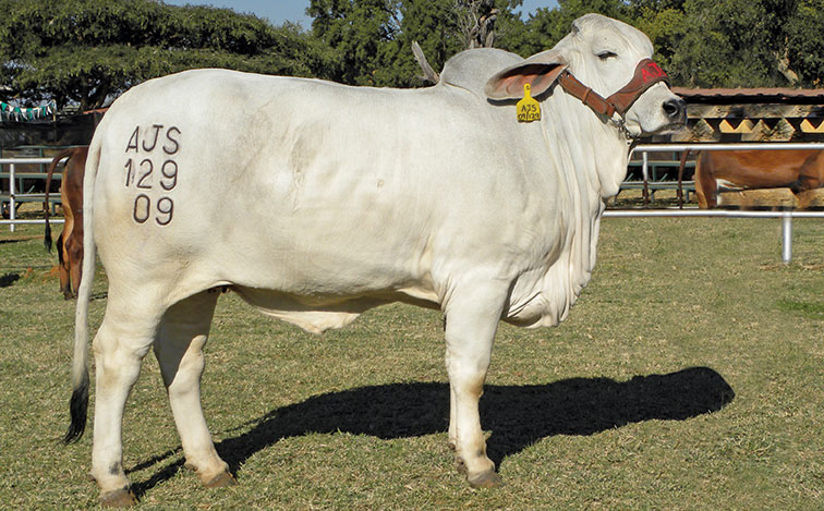 Cattle branding: how to get it right every time