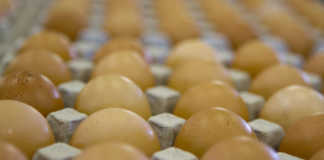 ‘Egg imports continuing despite the local market’s recovery’