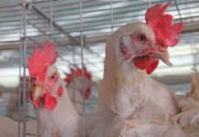 New vaccine for infectious bronchitis in poultry