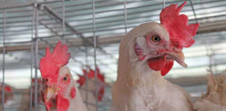 New vaccine for infectious bronchitis in poultry