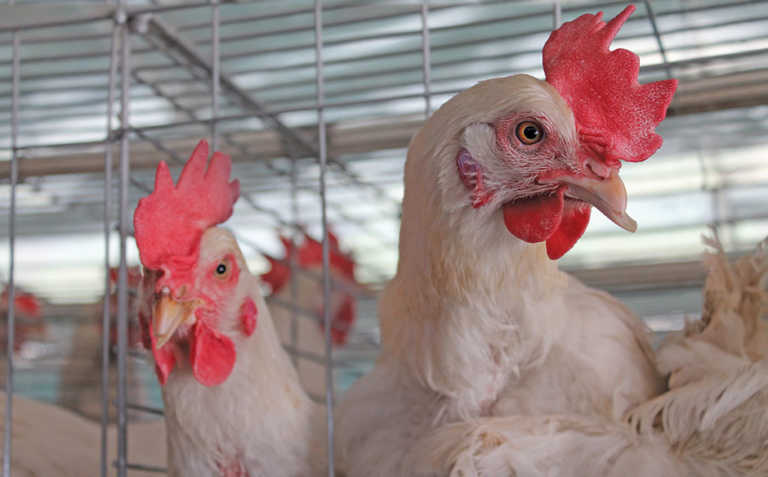 New vaccine for infectious bronchitis in poultry New vaccine for infectious bronchitis in poultry