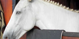 Treating nosebleeds in horses