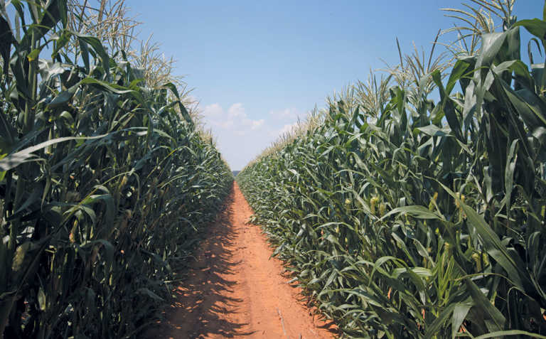 New screening method for charcoal rot-resistant maize