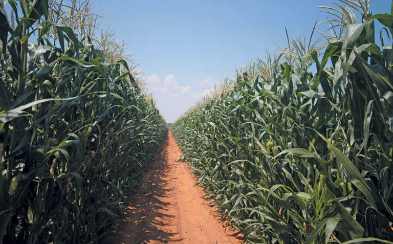 New screening method for charcoal rot-resistant maize New screening method for charcoal rot-resistant maize