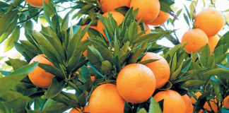 Season of records for citrus production in SA