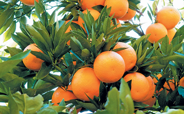 Season of records for citrus production in SA
