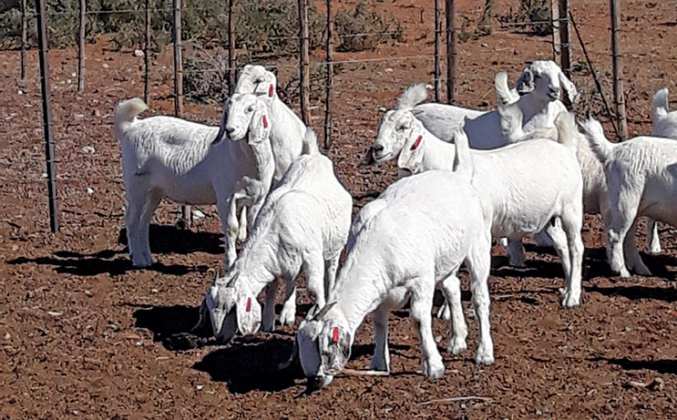 World champion Savanna goat breeder’s winning formula