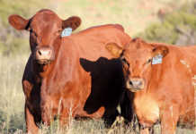 Afrigus cattle
