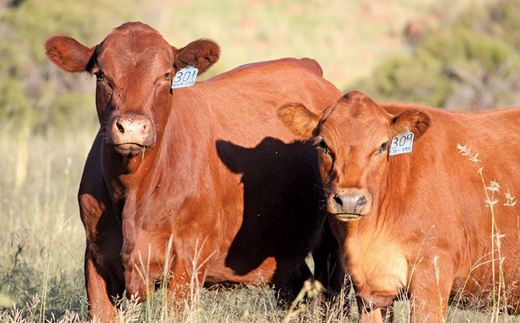 Afrigus: Breeding the ideal beef cattle for a drier future