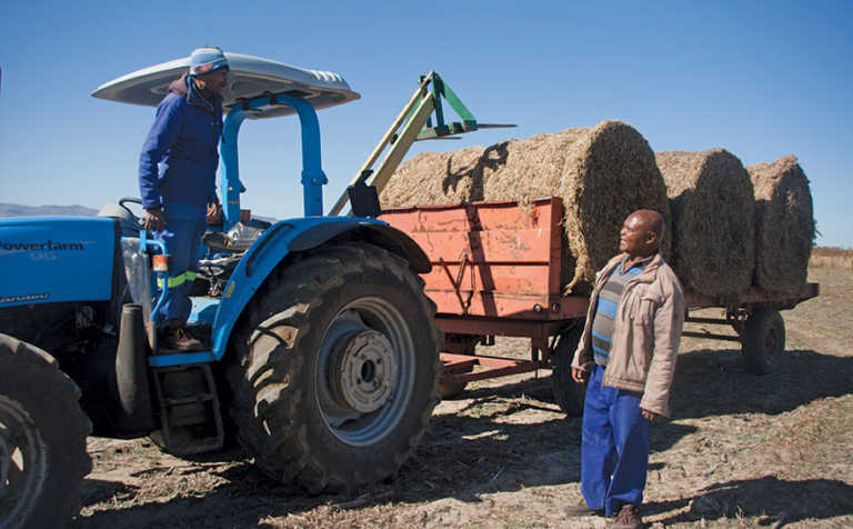 New commercial farmer invests in asparagus