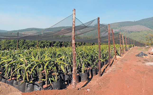 Agribusiness can help speed up economic turnaround – Agbiz Agribusiness can help speed up economic turnaround – Agbiz