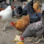 Free-range chicken