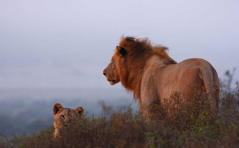 ‘SA tourism could lose billions due to illicit wildlife trade’