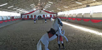 Lipizzaner stallion